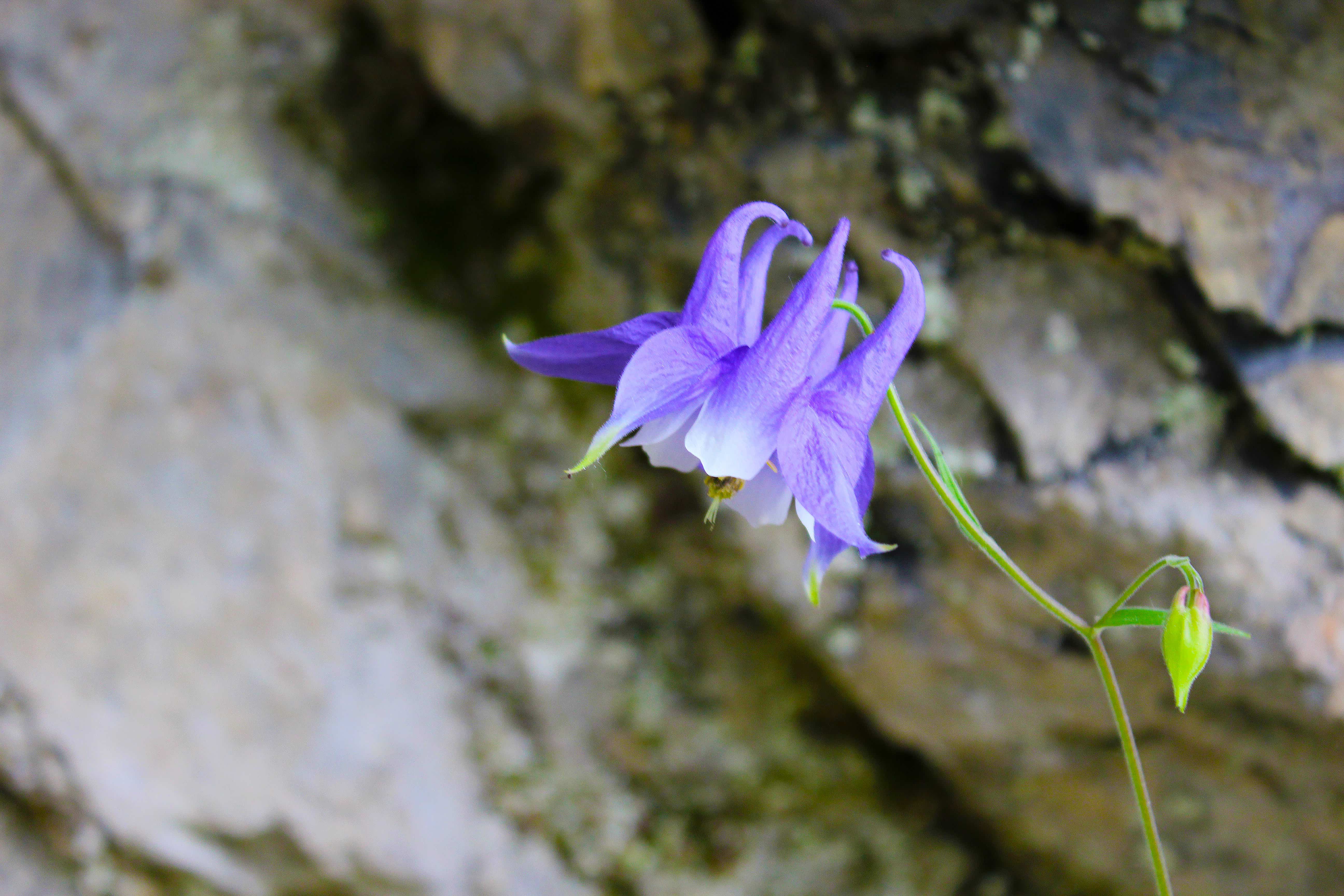 Водосбор гегский – Aquilegia gegica